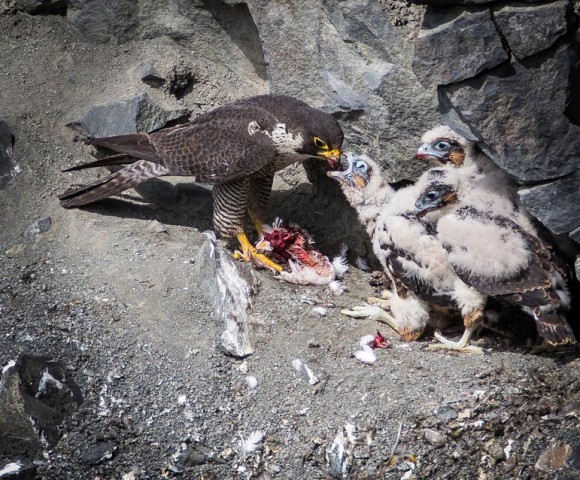 Falcon chicks1